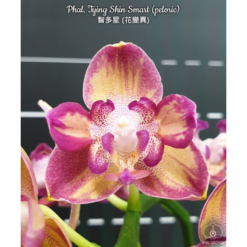 SABINO サビノ オパルセント 蝶々 フィギュリン - ラリック 風 Орхiдея Phal. Tying Shin Smart метелик - купити, доставка Україна